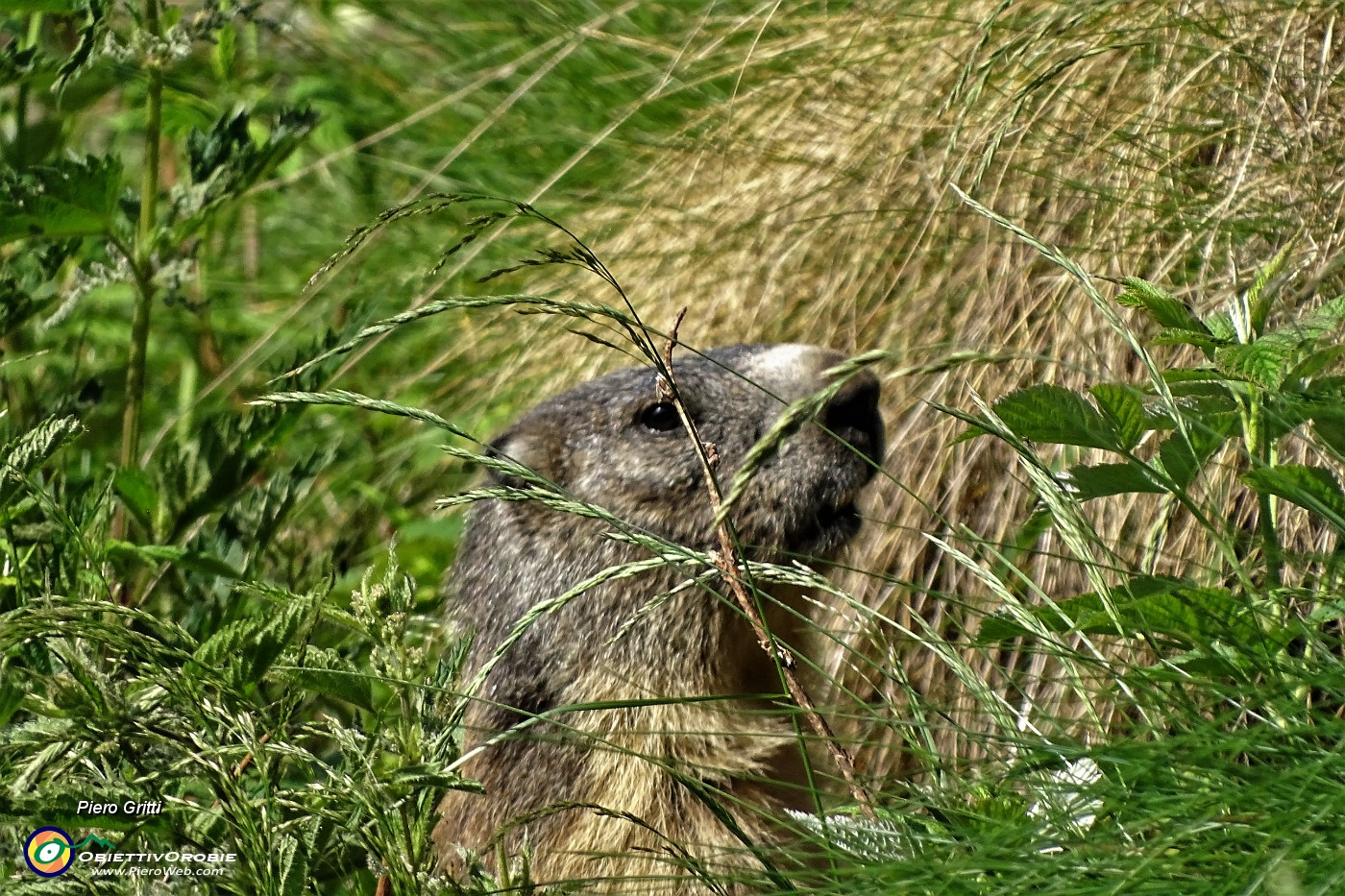 28 Osservato da marmotta in sentinella !.JPG